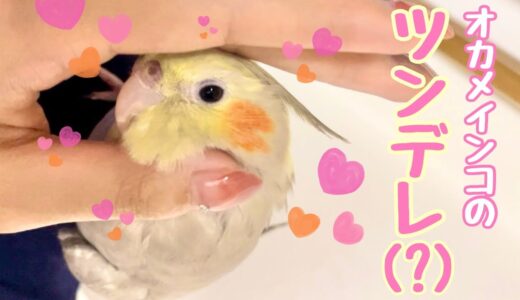 【ベタ慣れ】もうすぐ一歳の愛するオカメインコを、パパに盗まれました。(泣)【インコ お迎え10ヶ月】【cockatiel】【マロンの日記】