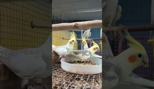 🤩ரூ600 முதல் Cockatiel Birds Farm💥 #cockatiel #cockatiels #birds #birdfarm #shorts