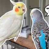 Clyde the Cockatiel Meets Blueberry the Budgie!!
