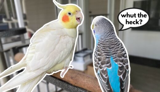 Clyde the Cockatiel Meets Blueberry the Budgie!!