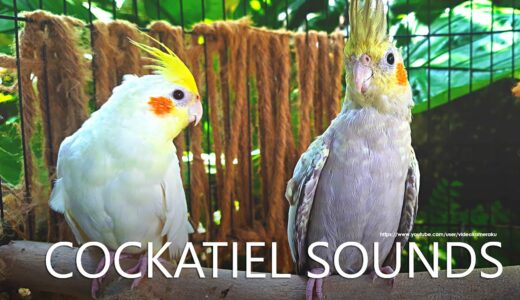 Cockatiel Sounds – Lutino and Pearl From Nono