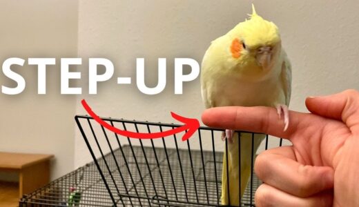 How To Teach Your Cockatiel To Step Up for Beginners (FAST)