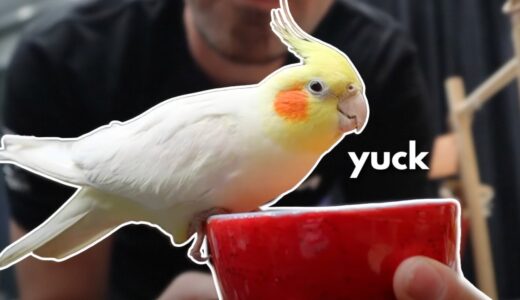 Why Is This Cockatiel SO HARD FOR ME? | Diet Conversion Lessons with Clyde
