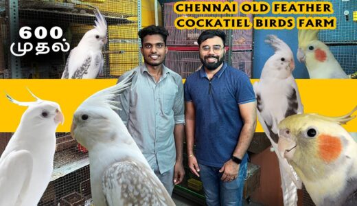 ரூ 600 முதல் Cockatiel Birds Farm | Chennai Old Feathers | Largest Farm Visit | Rare Cockatiels