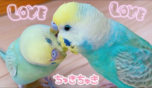 羽繕いする姿に感動🐥メルちゃん登場！#たまご保育園#セキセイインコ#オカメインコ