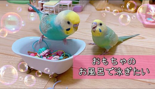 何処にも行かないけど気分だけゴールデンウィーク✨セキセイインコ🐣オカメインコ