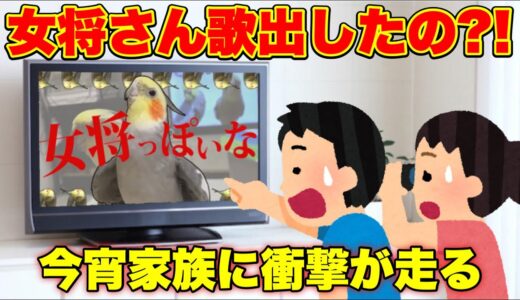 【女将さん歌デビュー⁈】どうなってんの？？？？？？【オカメインコ】