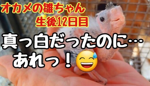 オカメインコ生後12日目🐥真っ白だった雛ちゃんに変化が…😅