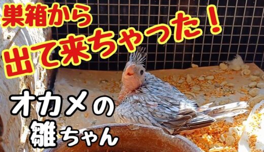 オカメインコの雛ちゃん🐥生後19日目に巣箱から出て来てしまいました😅どうしたもんか！🤔