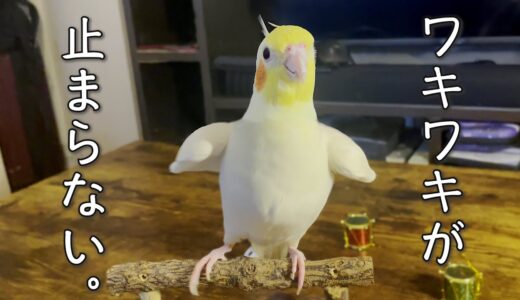 オカメインコ・ワキワキが止まらない。【たまちゃんねる】