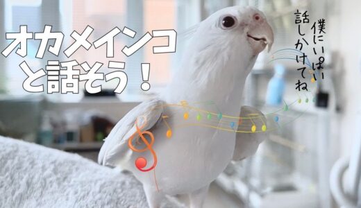 【オカメインコ】お話しよう！【おしゃべり】【Birdy Coco】