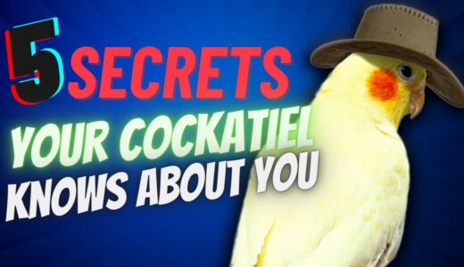 5 SECRETS Your Cockatiel KNOWS About You 👀