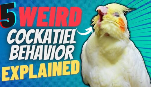 5 Odd Cockatiel Behaviors Explained