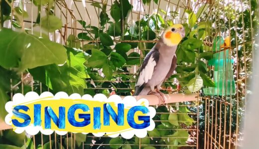Happy Cockatiel bird Singing and talking in Nature 🌿