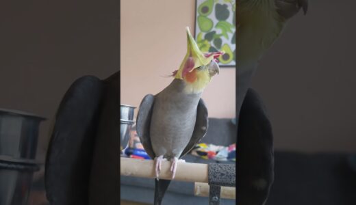 Cockatiel Wears Flower Hat And Sings Teapot Song || ViralHog