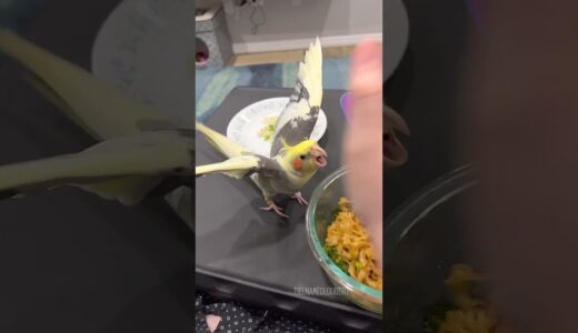 Cockatiel Will Fight You For Noodles | Tiel Named Loubert