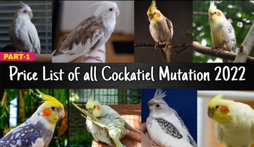 Price List of all Cockatiel Mutation 2022