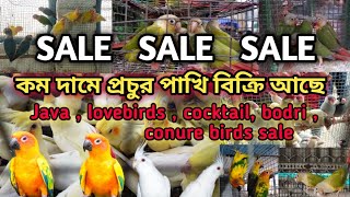 SALE CHEAPESTPRICE BIRDS. 100 PAIRS BIRDS SALE. #cheapestprice #sale #lovebirds #cockatiel #viral