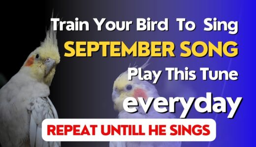 September Whistle | Cockatiel Training Songs 3 Hour | Train Your Cockatiel to Sing September song
