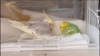 【感動の抱卵 後編】オカメインコの献身愛に感動！新しい抱卵スタイルを生み出したセキセイインコ/A cockatiel that loves parakeets