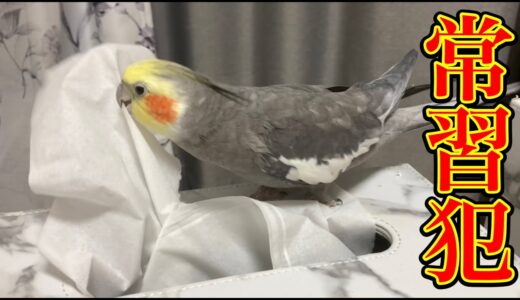 犯人はお前か！！！【オカメインコの日常】