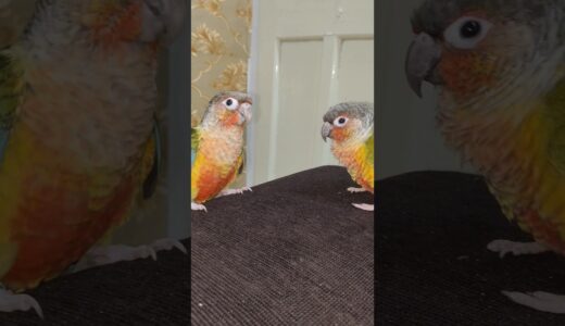 cute parrot 😱🥹😱 #parrot #birds #shorts #youtubeshorts #viral #cockatiel