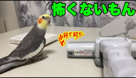 ここまで掃除機好きな鳥見たことある？笑【オカメインコの日常】