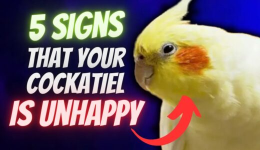5 Signs That Your Cockatiel is UNHAPPY