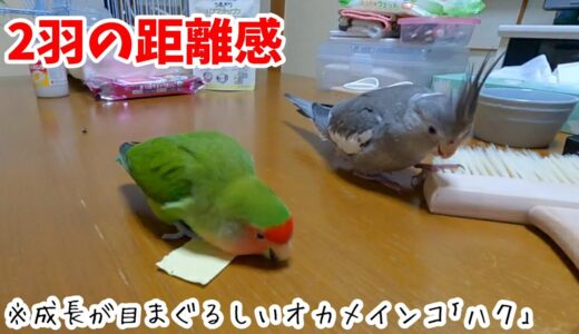 キーちゃんと仲良くなりたいオカメインコ｢ハク｣