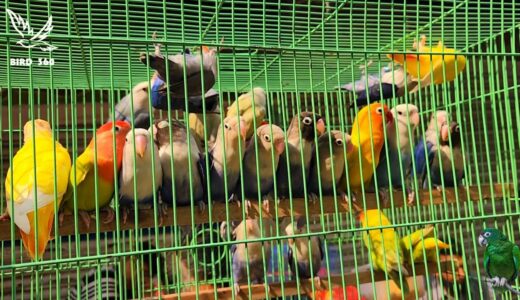 Beautiful Lovebird | Budgies and Cockatiel Birds Playing and Feeding