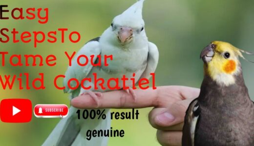 Cockateils birds ko kaise tame kare | How to tame a wild Cockatiel bird |#cockateil #pets