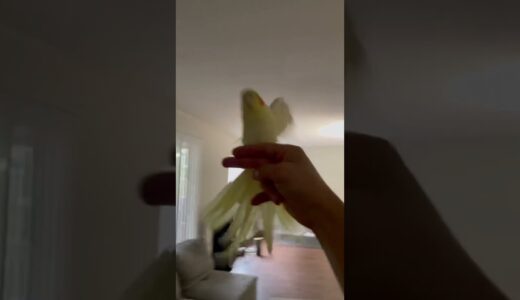 Cockatiel Flight Training In Progress