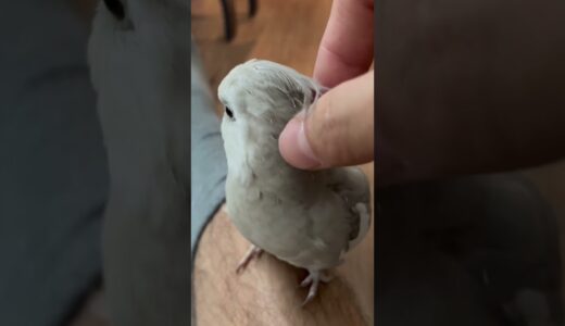 Cockatiel Pin Feathers