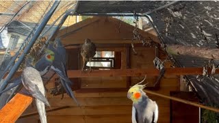 Giant new Cockatiel and Pheasant Aviary!