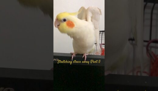 Stretching stress away (Part 1) #cockatiel #bird #birds #cockatiels #birdwatching #parrot #baby