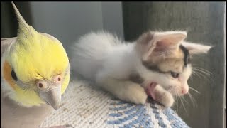 Unlikely Friends or Feathery Foes? 😯😄Rescued Kitty Meets Cockatiel! 🙄😂😍