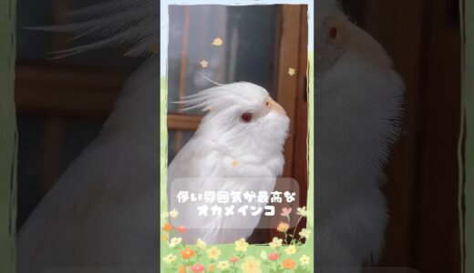 【透明感💎】儚く真っ白なオカメインコが美しすぎる…【cockatiel】#shorts #オカメインコ #インコ #cockatiel #birds #parrot #parakeet