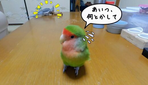 生後3ヶ月のオカメインコに太刀打ちできないコザクラインコ