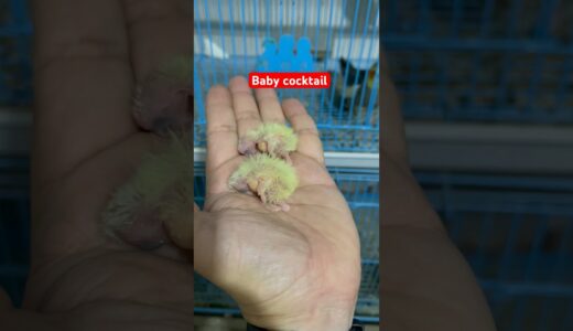 Baby 3 day cockatiel #cockatiel #کۆکتێل #pet فەرخە کۆکتێل