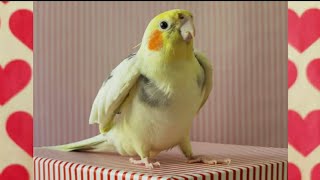 Cookie Cookie – very funny dj cockatiel – Happy Cockatiel Singing