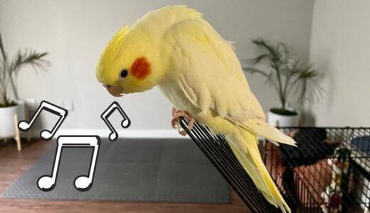 Female Cockatiel Singing Sounds