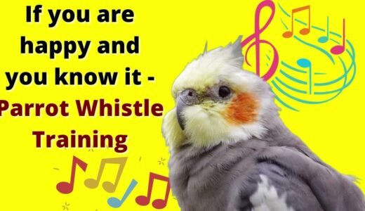 If you are happy and you know it – cockatiel singing training – Bird Whistle Training!