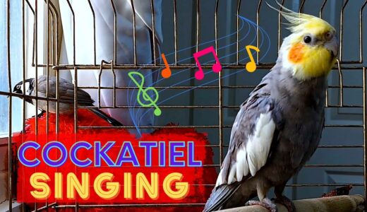 Mati’s friend ( Chico ) cockatiel bird singing and talking