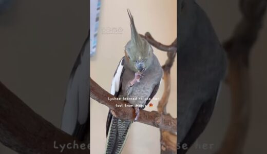 Morning snack! #cockatiel and #conure #shorts