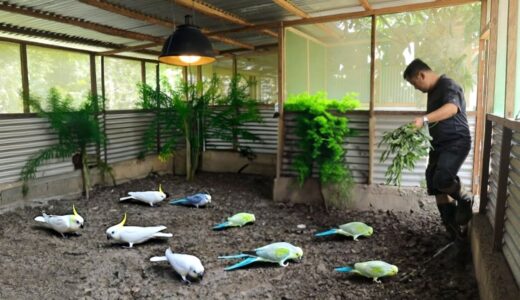 My Natural Aviary of Cockatiel Birds – A Closer Look at Our Aviary with Dozens of Baby Cockatiels!