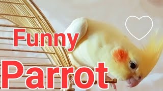 Кто это: Самец или Самка? Happy Cockatiel bird. Mati Bird #CockatielCompanion #FunnyBirds #cutebirds
