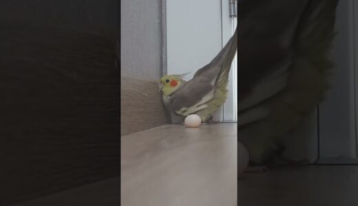 Cockatiel LAYING EGGS At The Door! 😀 Cockatiel Sounds | Cockatiel Bird | Cockatiel | Parrot #Shorts