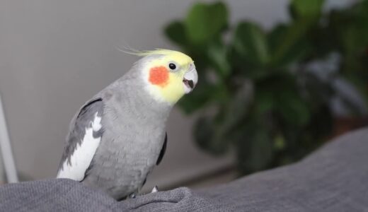 Cockatiel Singing (with subtitles!) 🎶