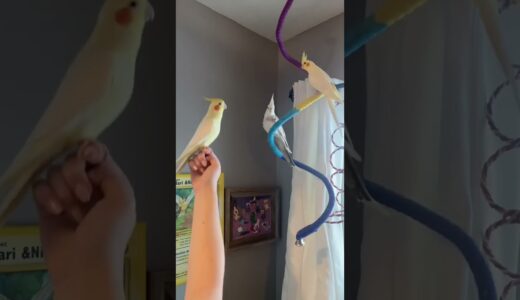 Nico singing “September” to his girls! 🐤 #cockatiel #singingbird #fyp