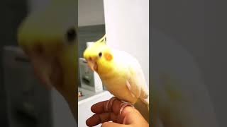 My Cute Cockatiel in action 😃